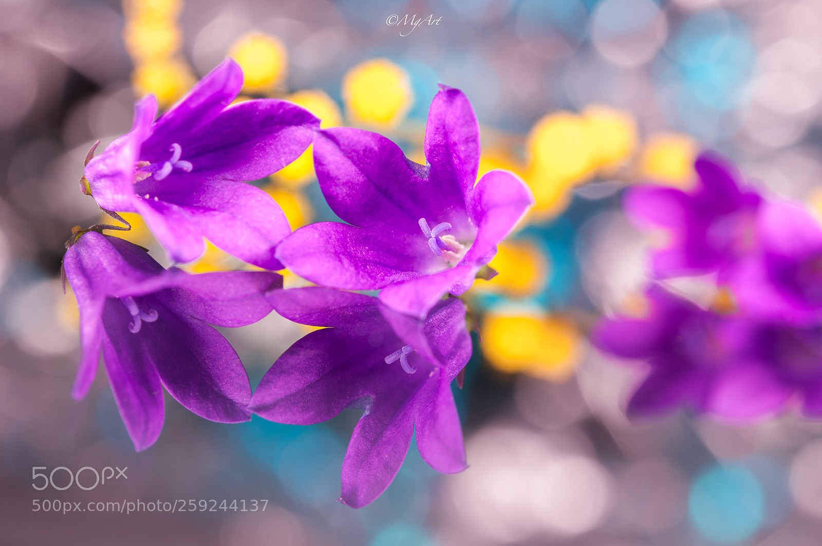 Nikon D300 sample photo. Magic of purple flowers 2 photography