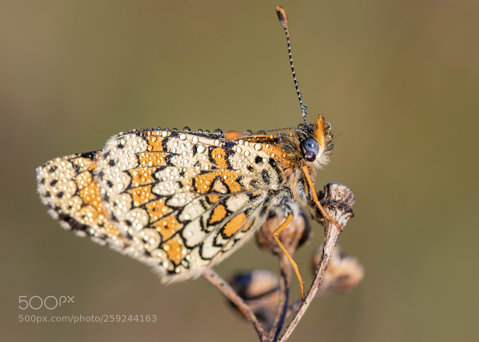 Nikon D5300 sample photo. Melitaea cinxia photography