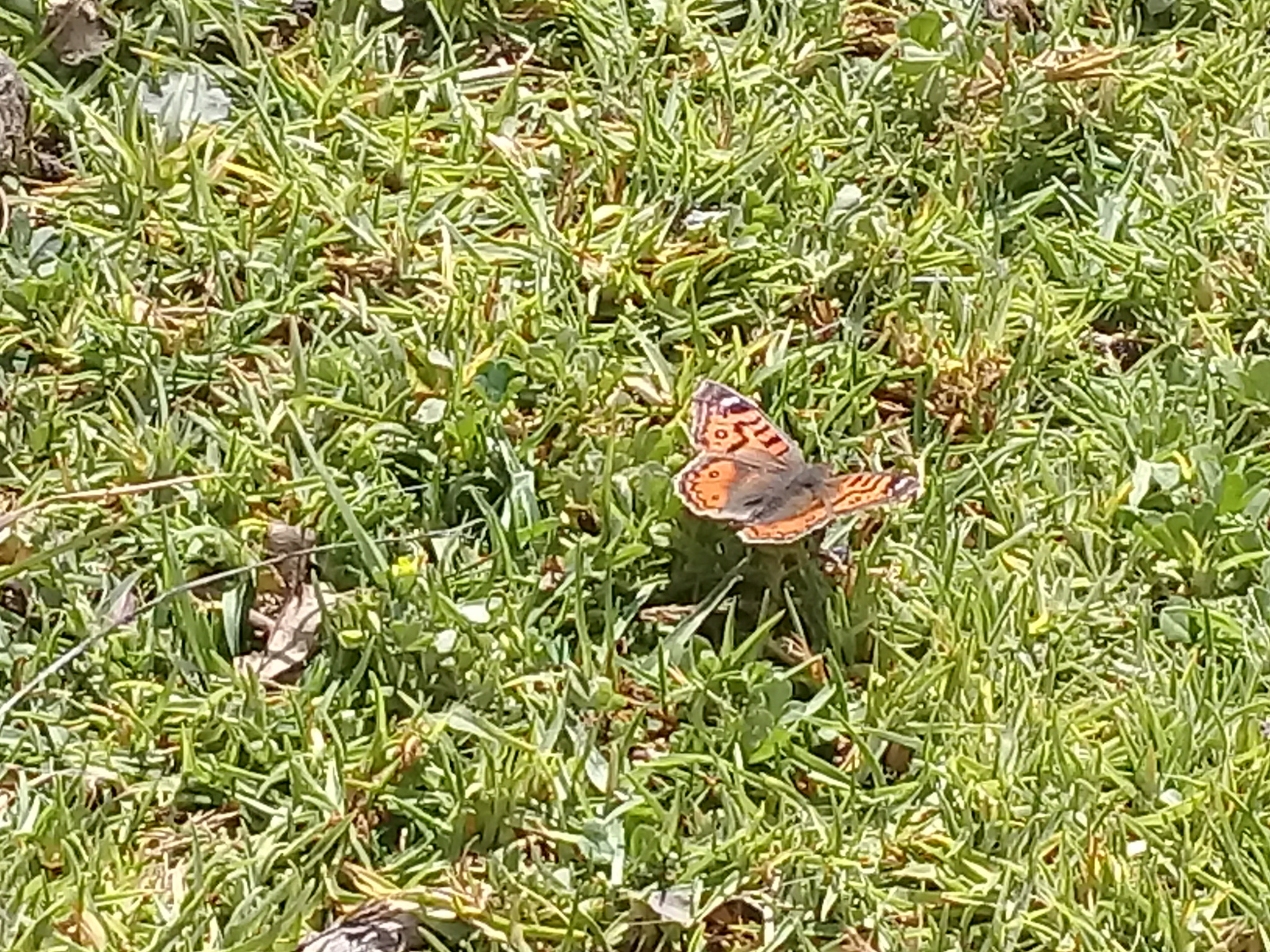 Samsung Galaxy J2 Prime sample photo. Butterfly on my reminds photography