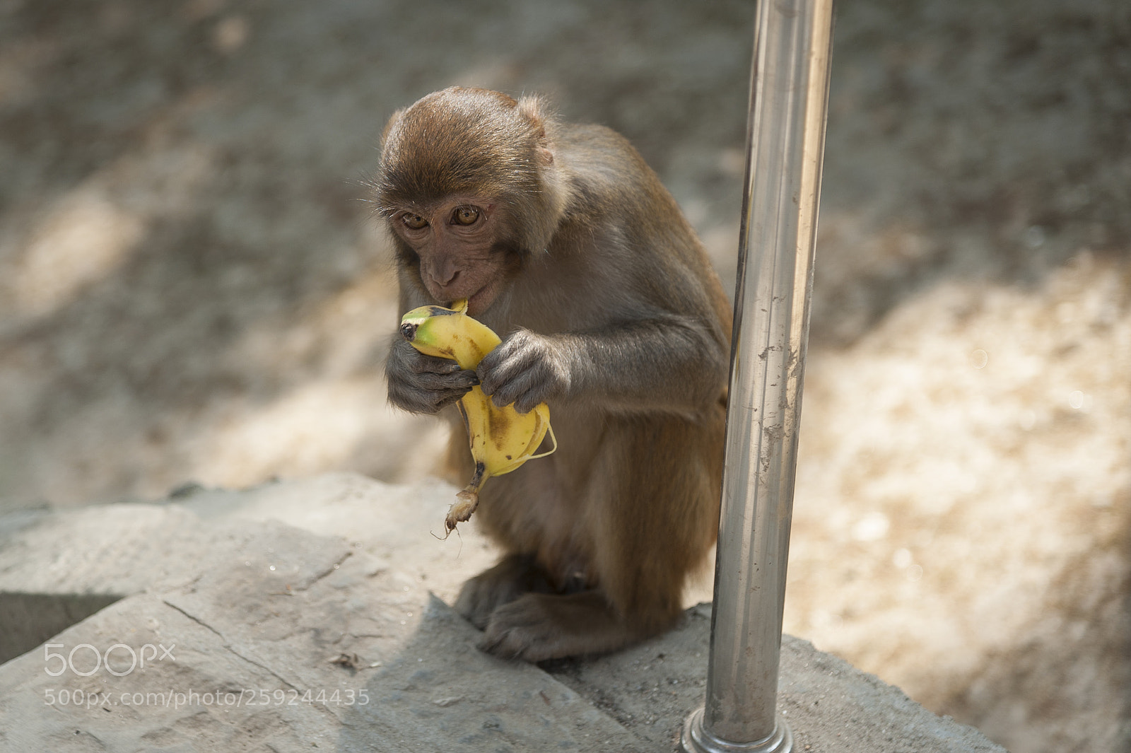 Nikon D700 sample photo. Kathmandupokharasoft photography