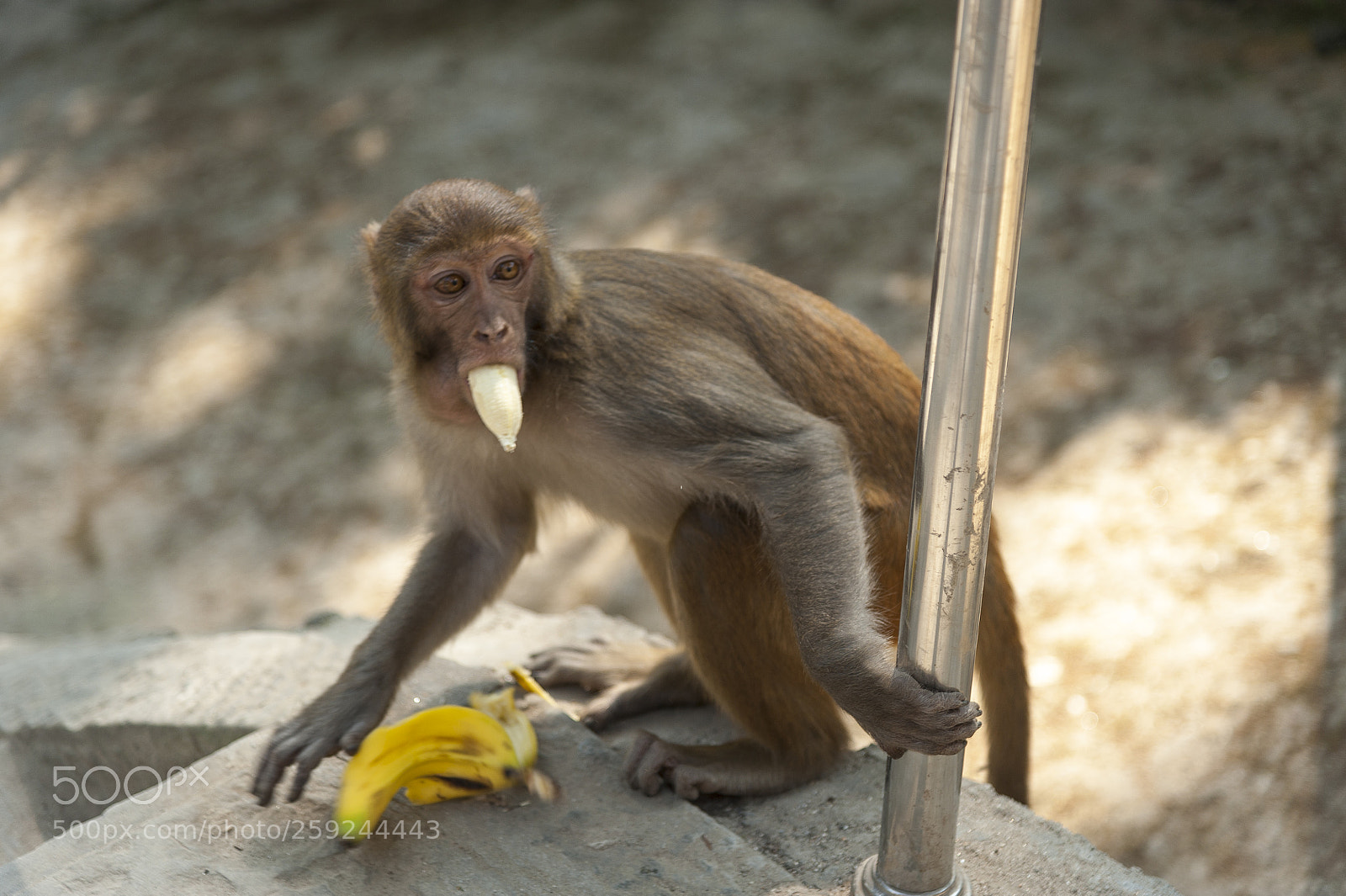 Nikon D700 sample photo. Kathmandupokharasoft photography
