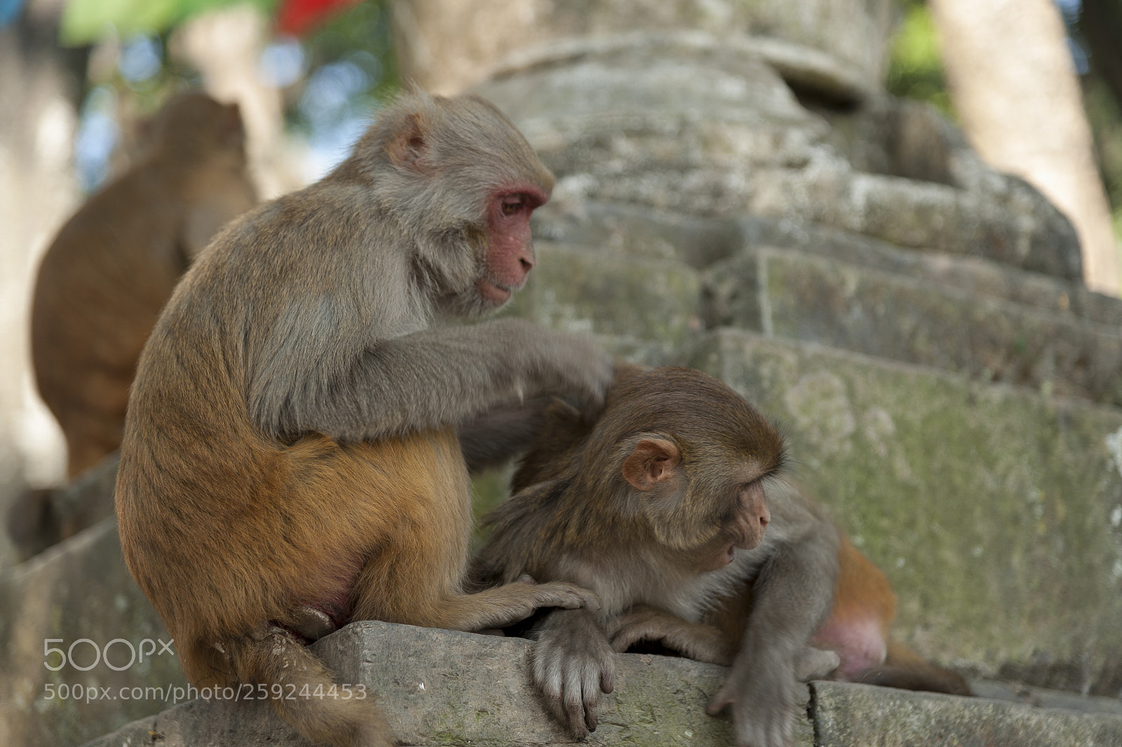 Nikon D700 sample photo. Kathmandupokharasoft photography