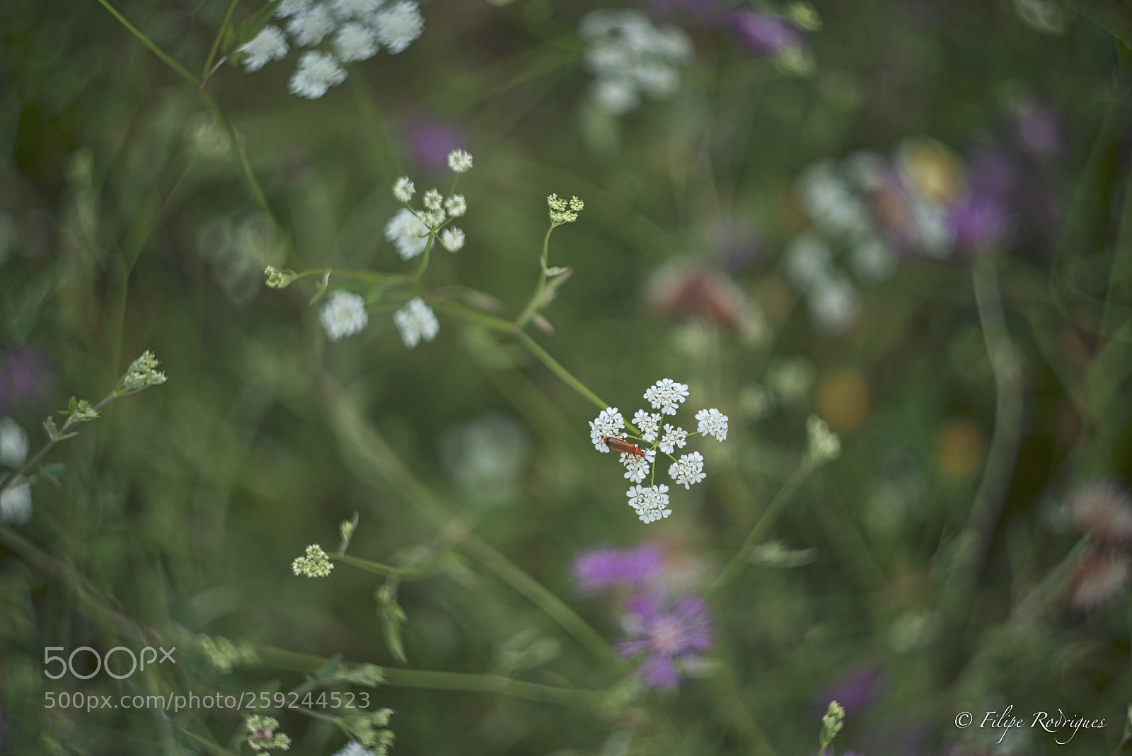 Nikon D800E sample photo. Bug photography