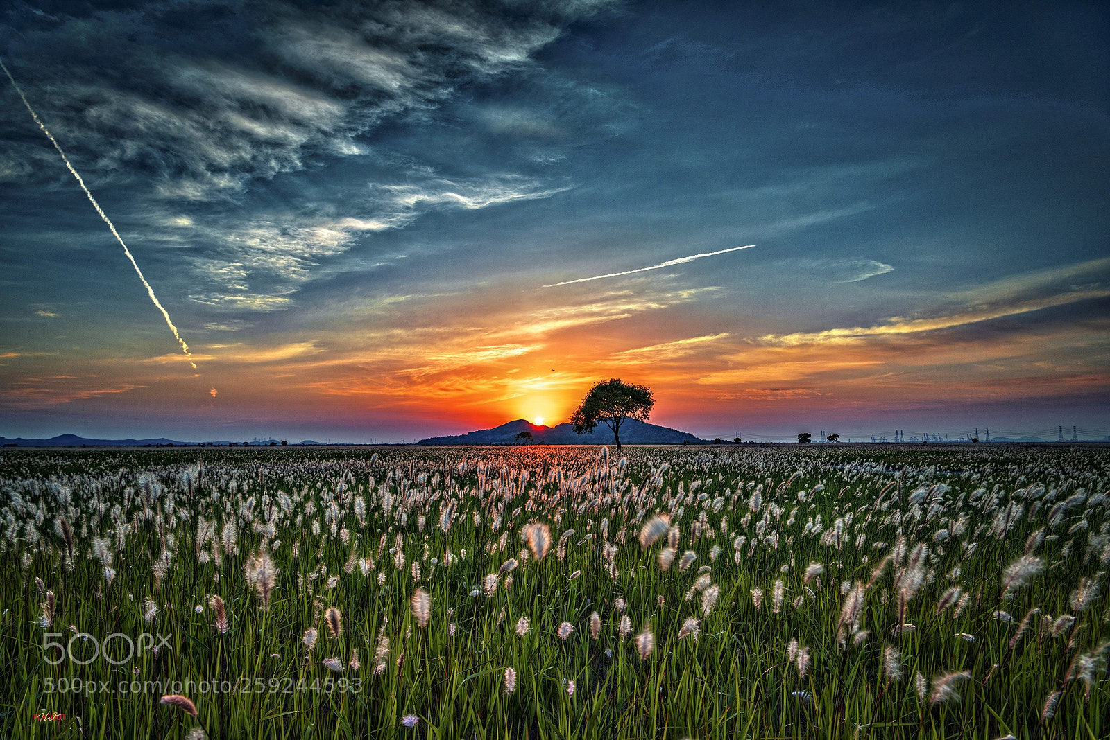 Nikon D810 sample photo. 수섬.. photography
