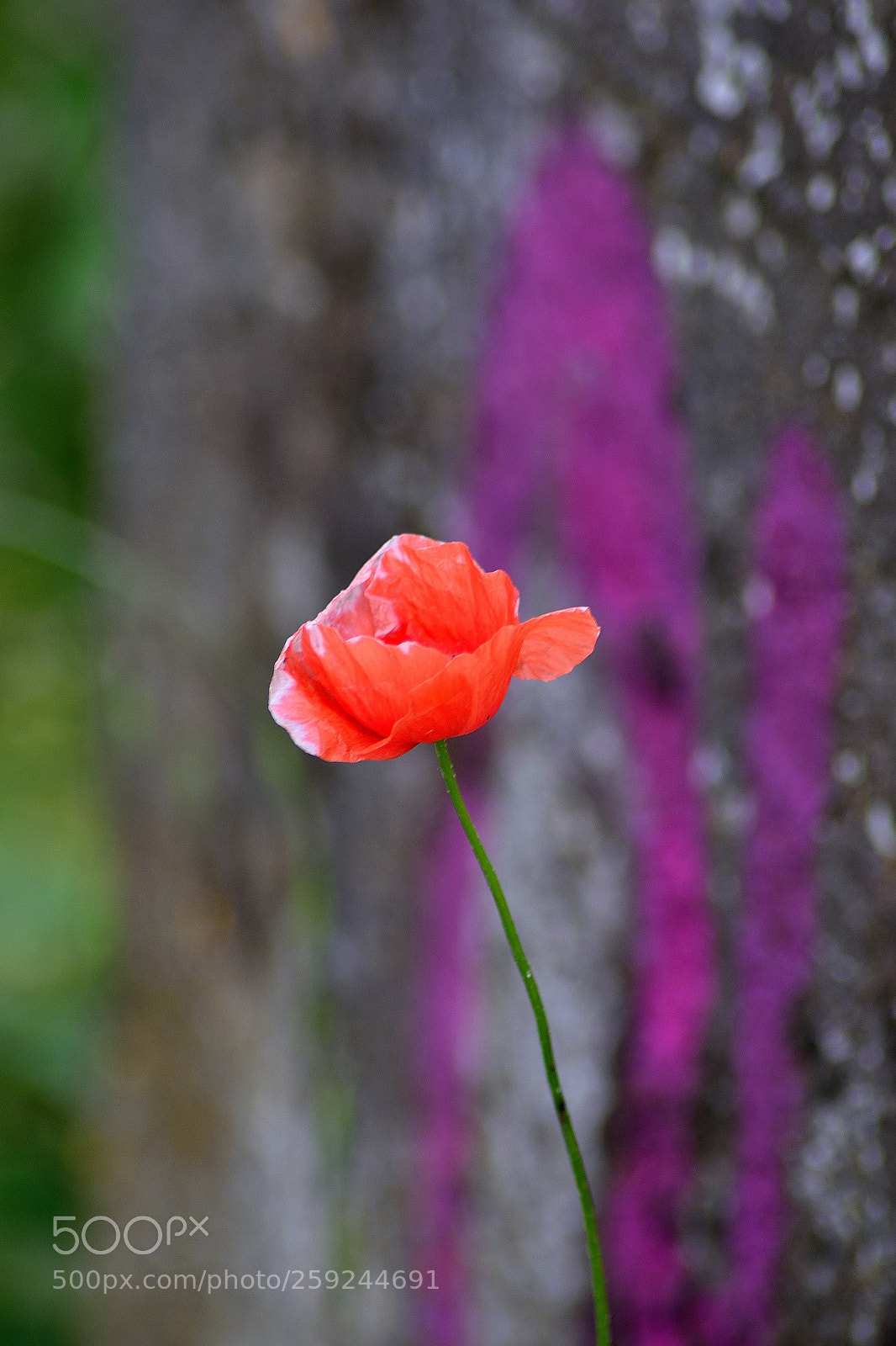 Nikon D3300 sample photo. Standing alone photography