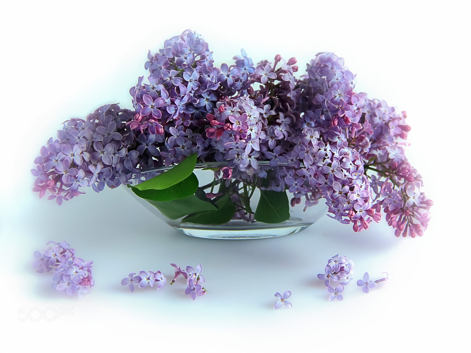 Canon EOS 7D sample photo. That crazy lilac flowering photography