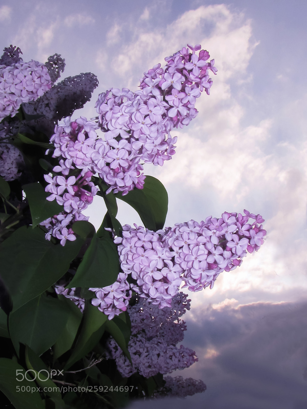 Canon PowerShot SX20 IS sample photo. That crazy lilac flowering photography