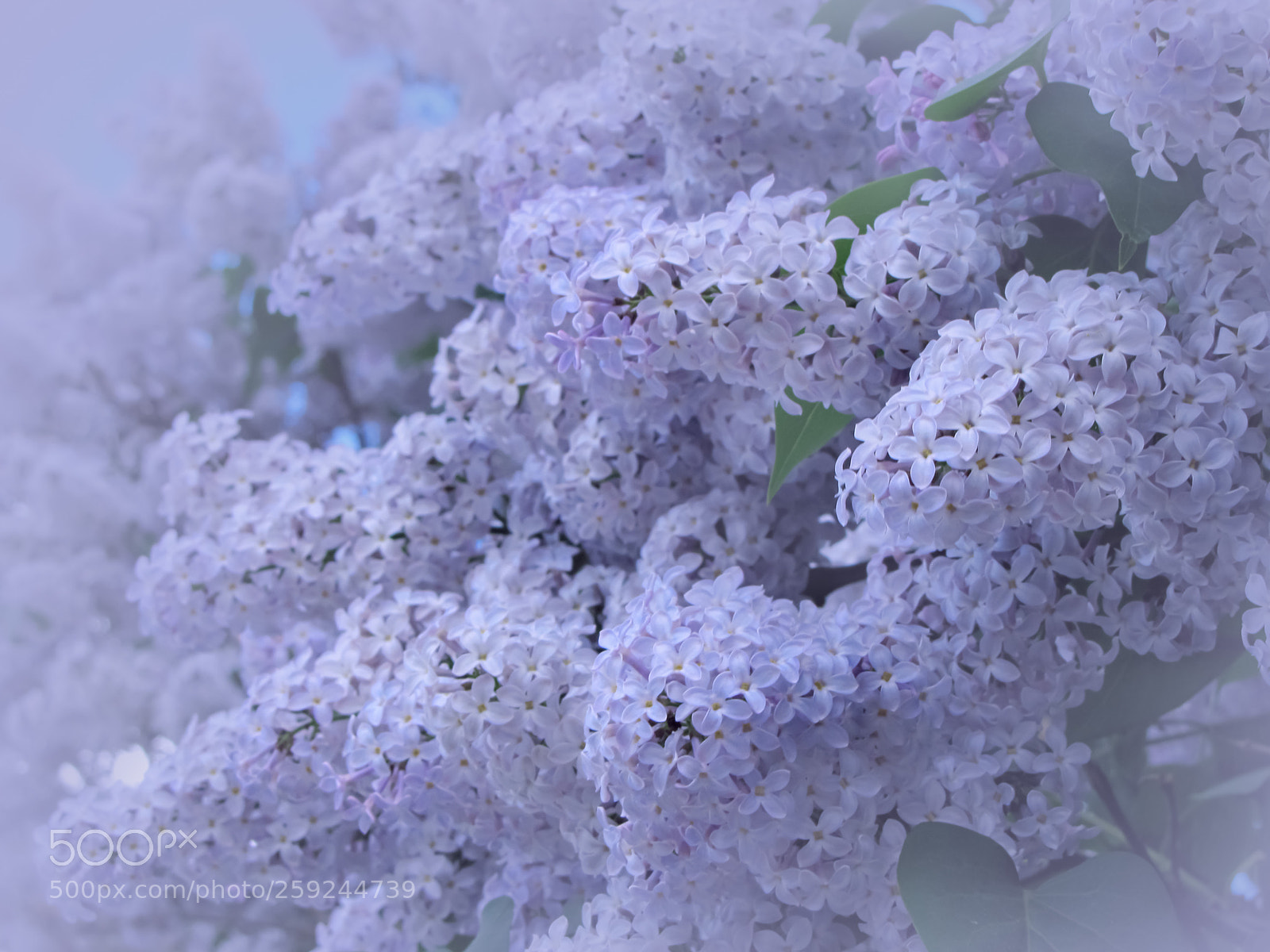 Canon PowerShot SX20 IS sample photo. That crazy lilac flowering photography