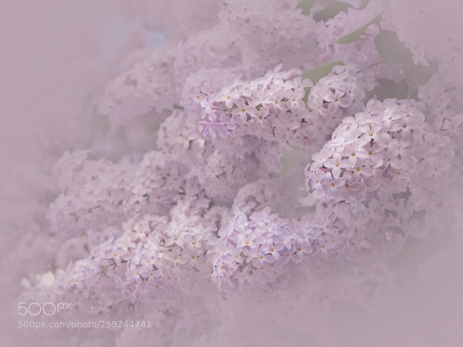 Canon PowerShot SX20 IS sample photo. That crazy lilac flowering photography