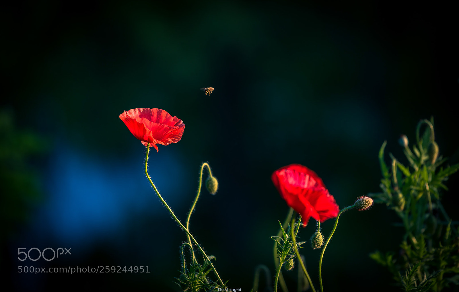 Nikon D810 sample photo. Poppies & bee photography