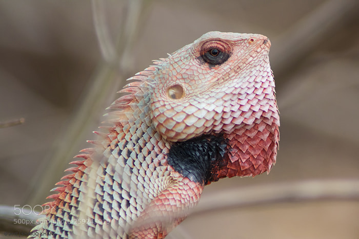 Nikon D3100 sample photo. Oriental garden lizard photography