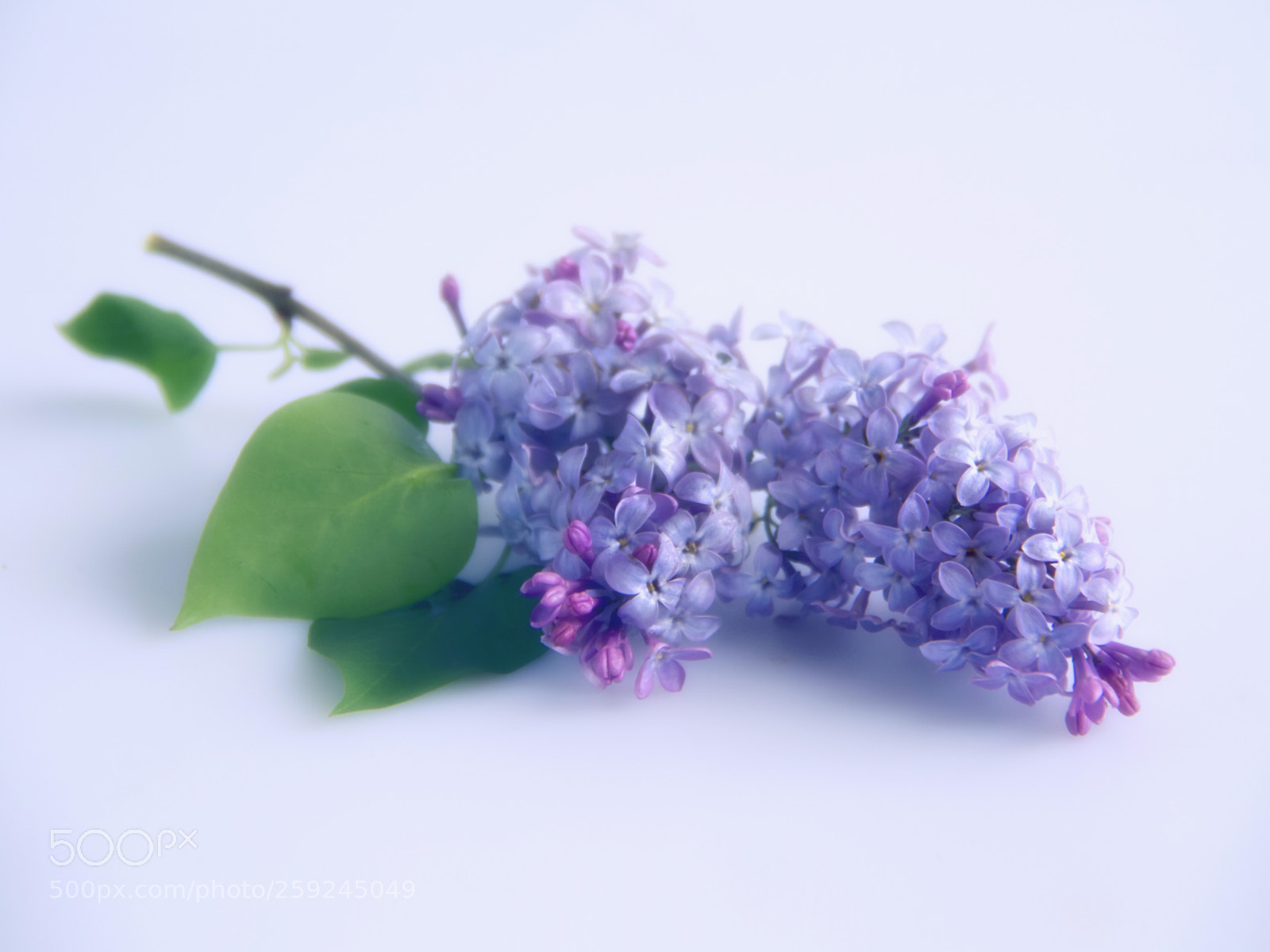 Canon EOS 7D sample photo. That crazy lilac flowering photography