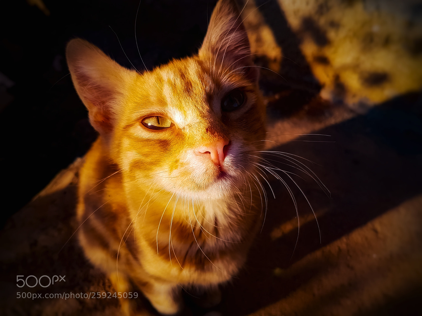 Samsung Galaxy S7 sample photo. Cat #1 photography