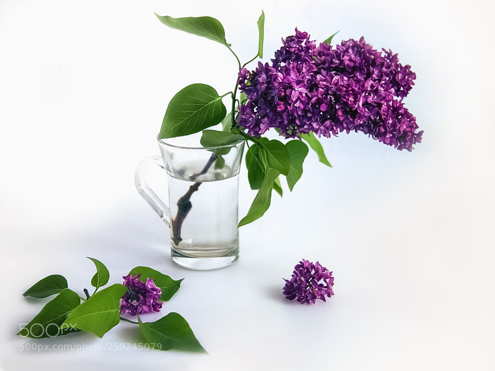 Canon EOS 7D sample photo. That crazy lilac flowering photography