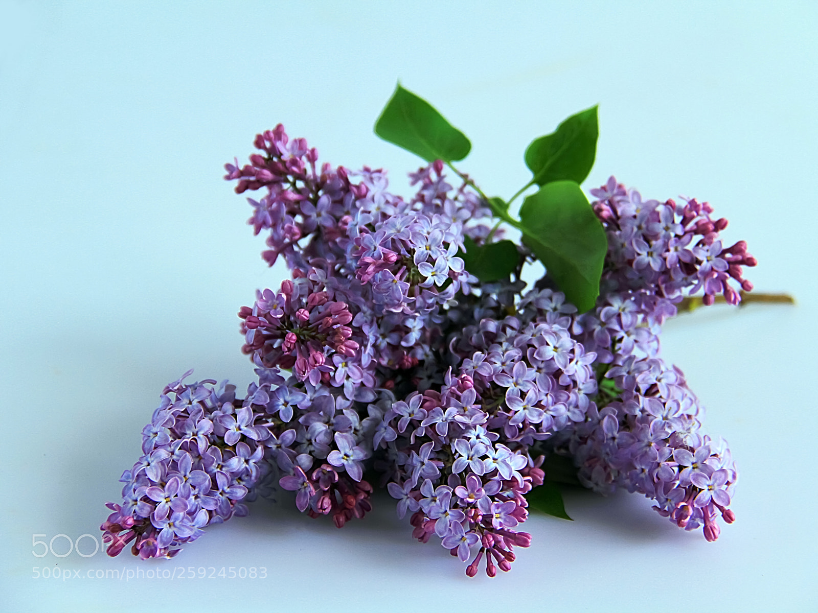 Canon EOS 7D sample photo. That crazy lilac flowering photography