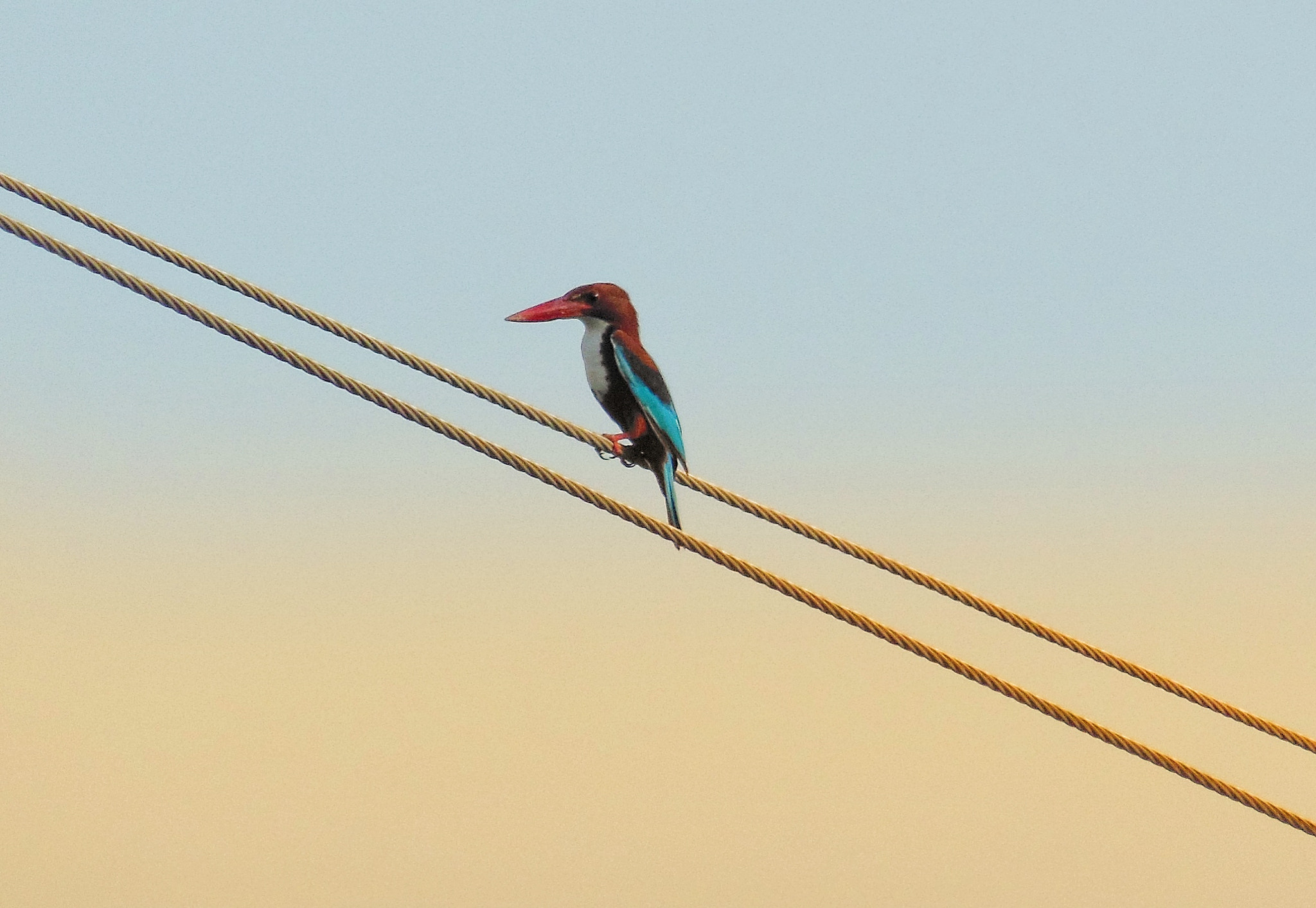 Nikon COOLPIX S9200 sample photo. White throatted kingfisher photography