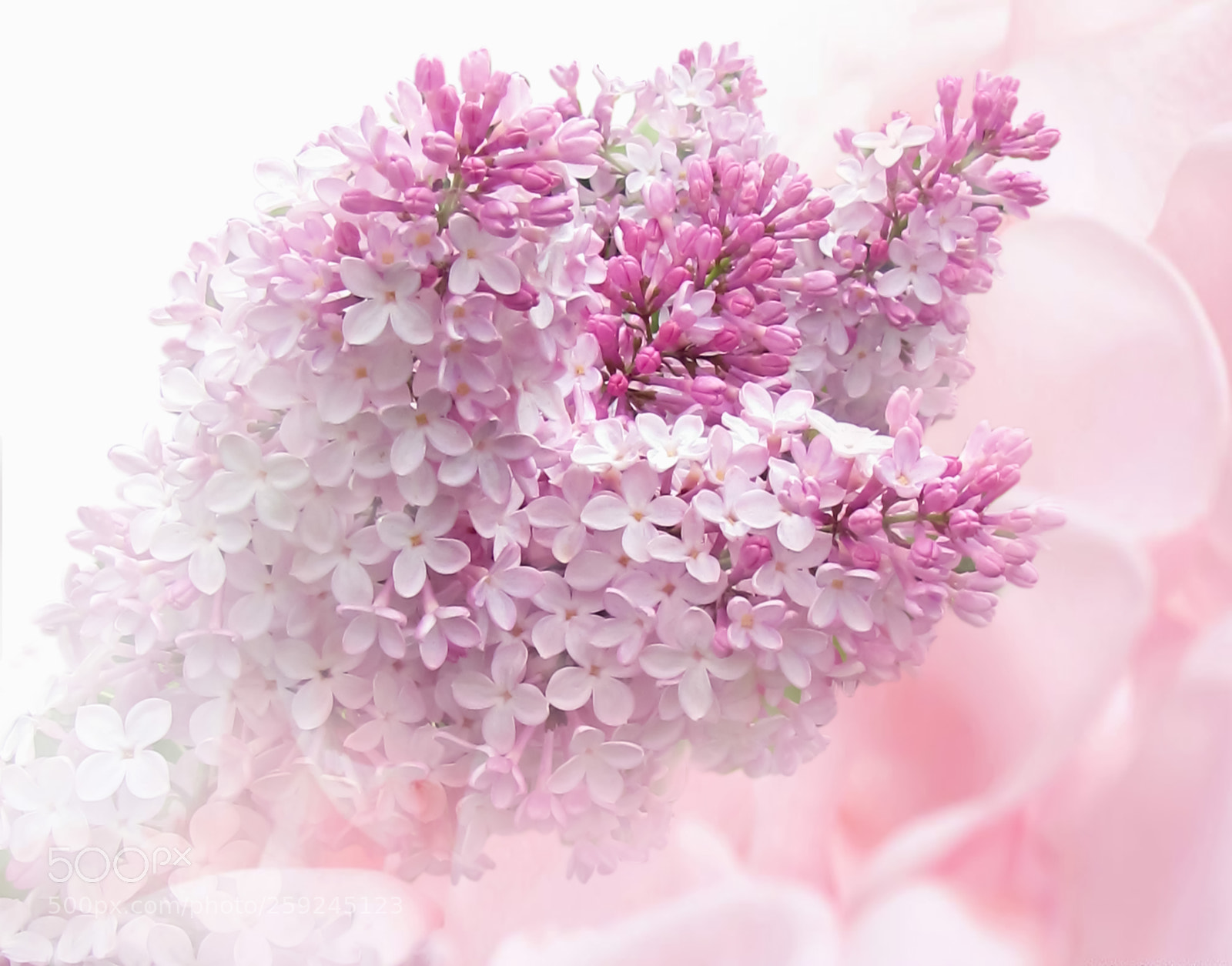 Canon PowerShot SX20 IS sample photo. That crazy lilac flowering photography