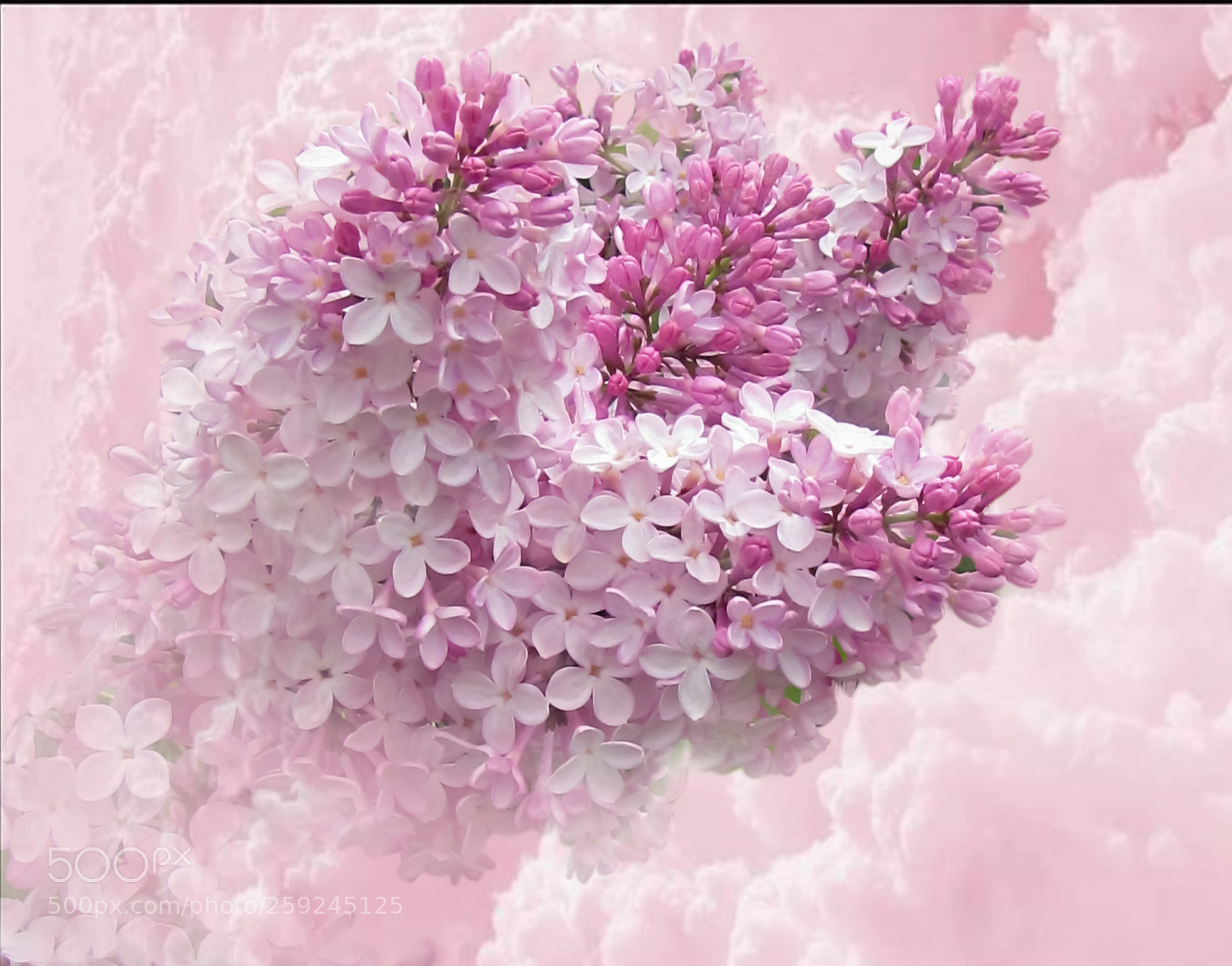 Canon PowerShot SX20 IS sample photo. That crazy lilac flowering photography