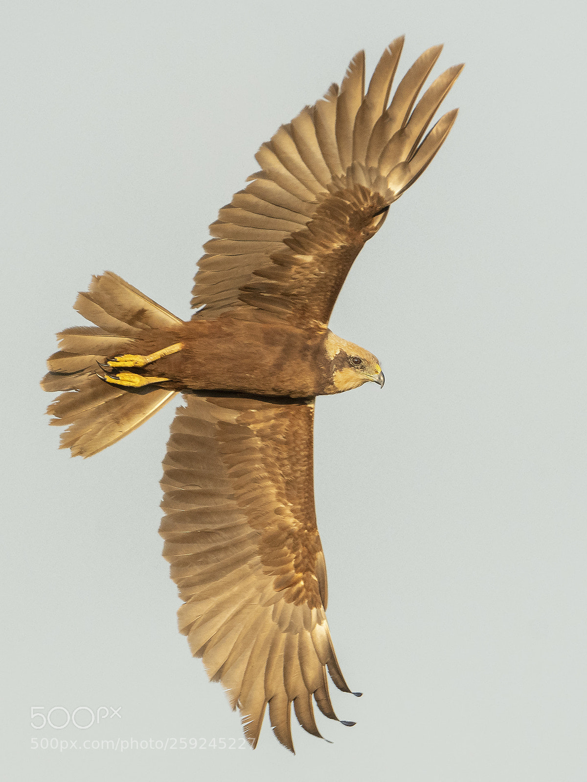 Nikon D500 sample photo. Marsh harrier photography