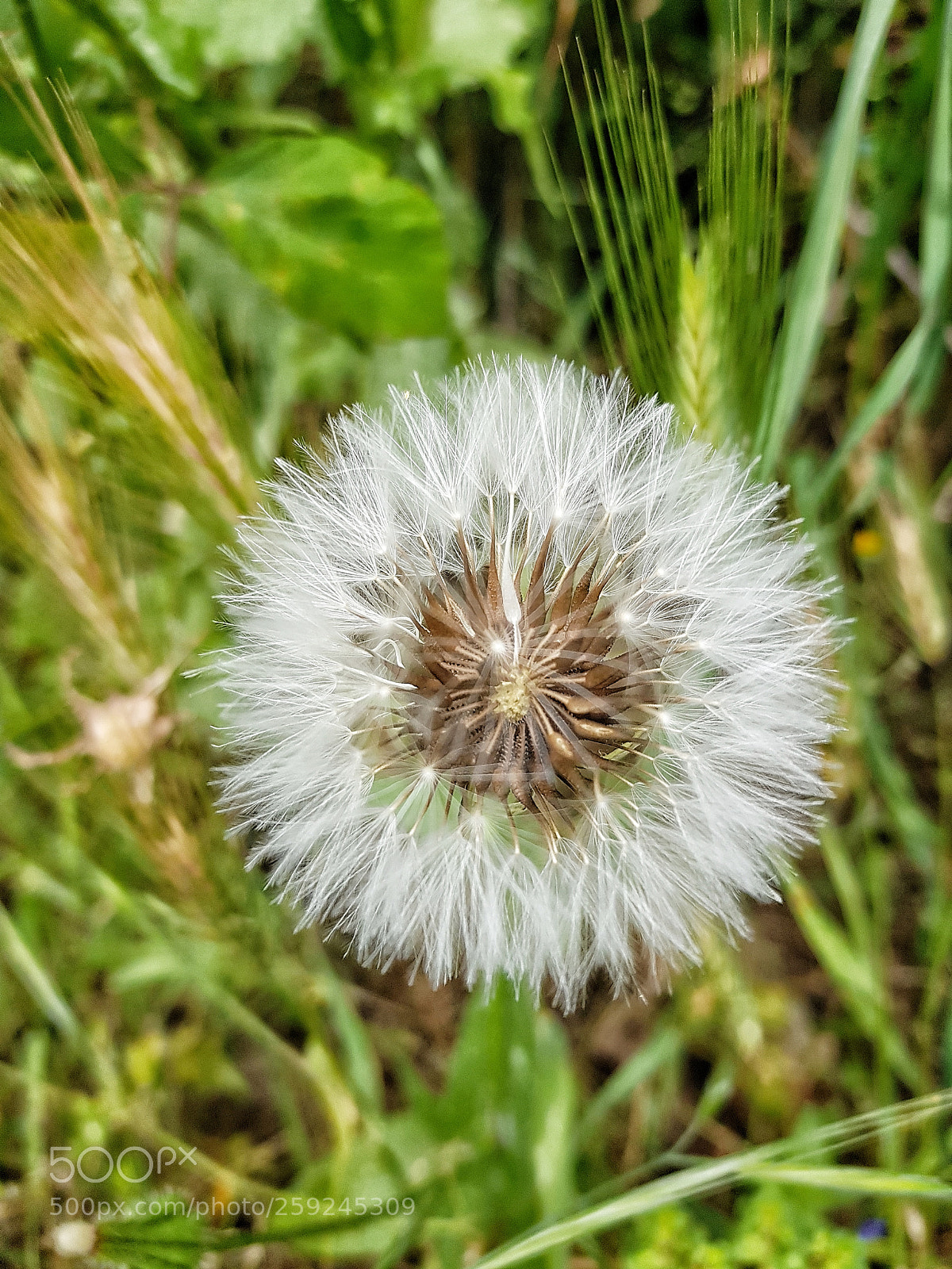 Samsung Galaxy S8+ sample photo. Diente de león 3 photography