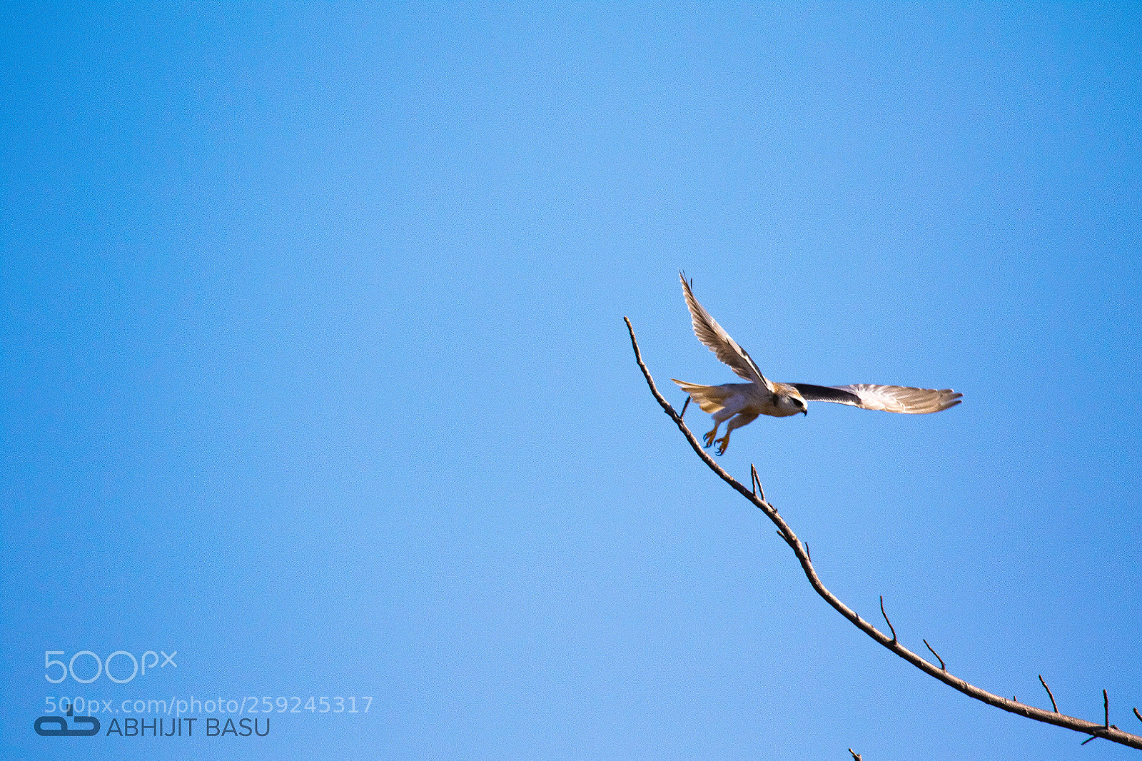 Canon EOS 7D Mark II sample photo. Taking flight photography
