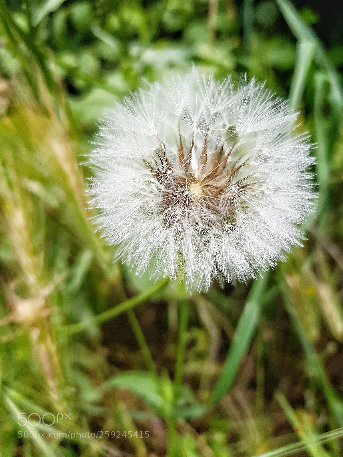 Samsung Galaxy S8+ sample photo. Diente de león 4 photography