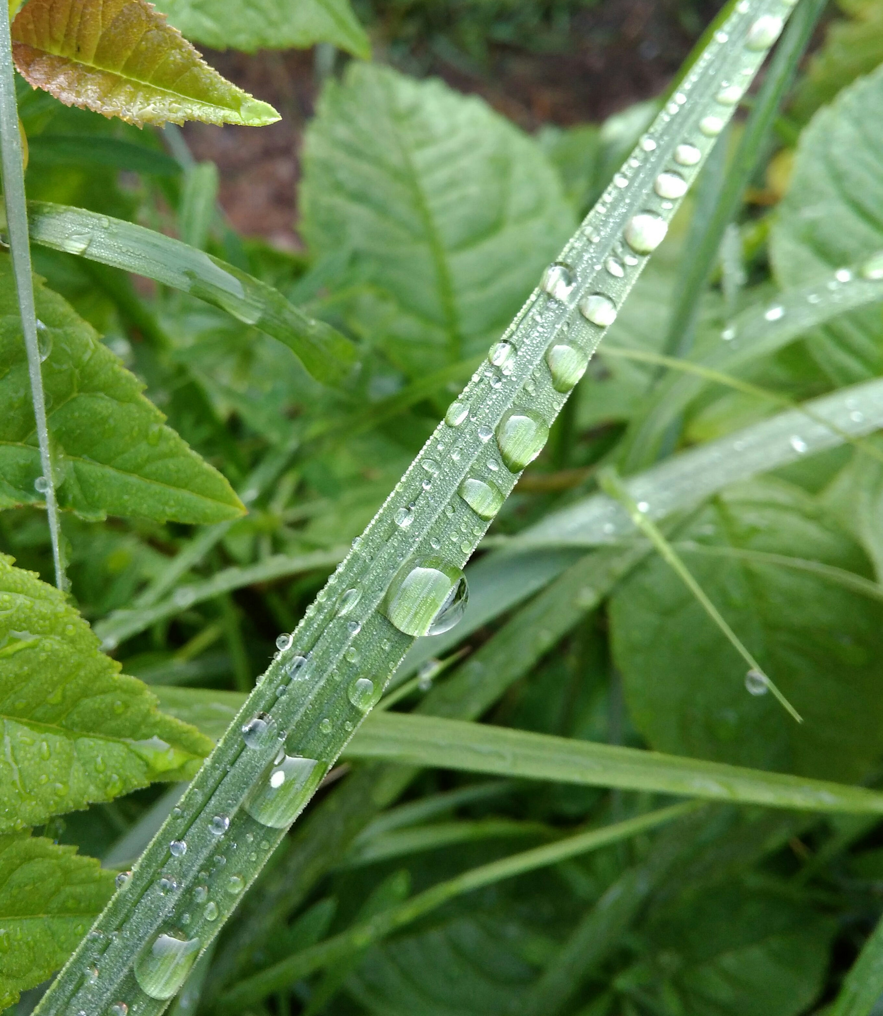 Xiaomi Redmi 4A sample photo. After rain photography