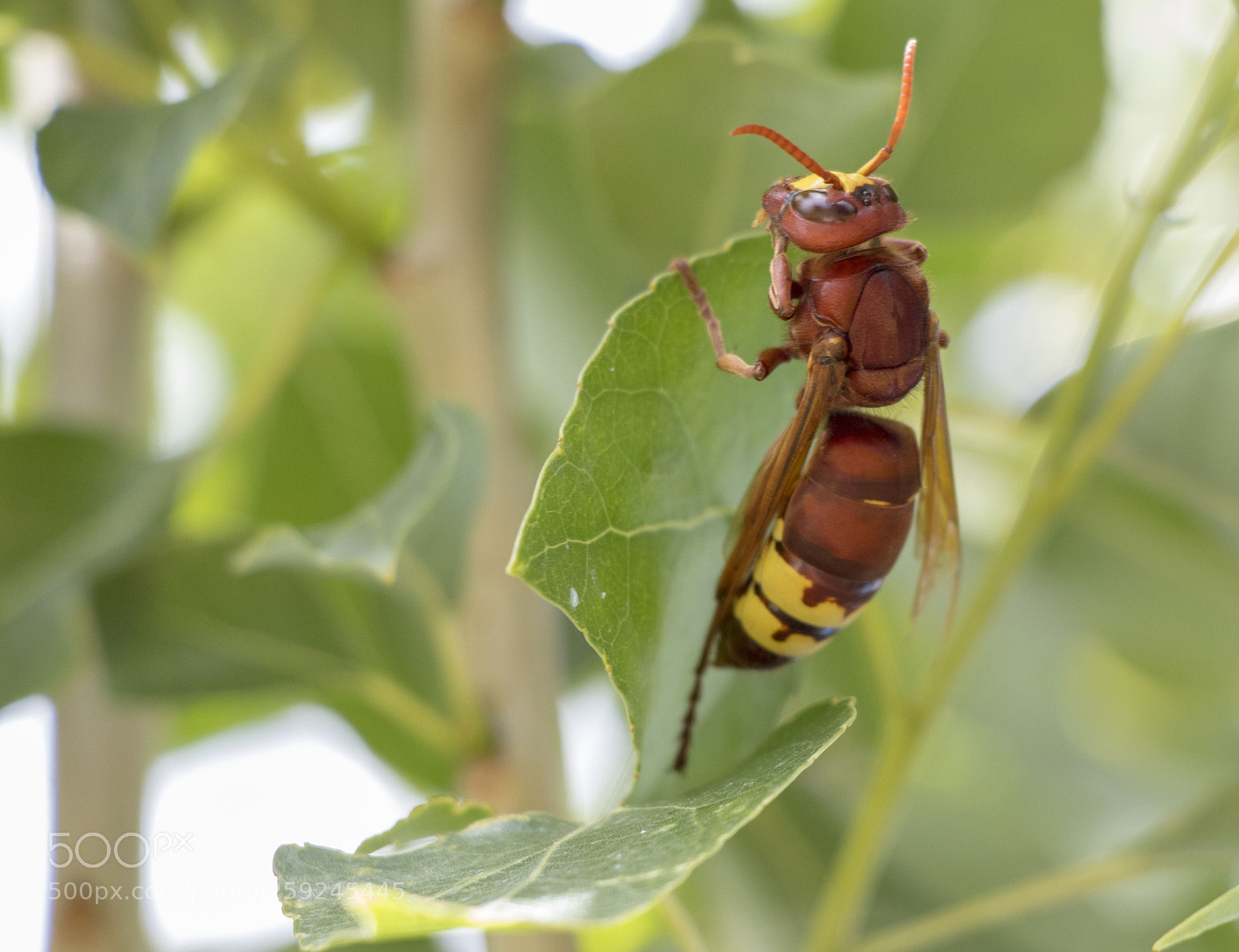 Canon EOS 77D (EOS 9000D / EOS 770D) sample photo. Bee photography