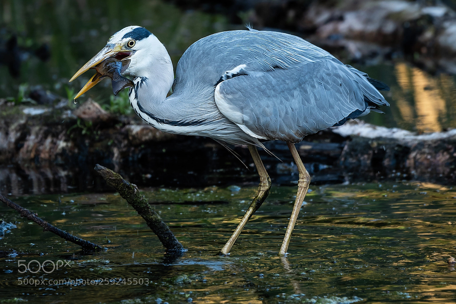 Nikon D750 sample photo. Gray heron photography