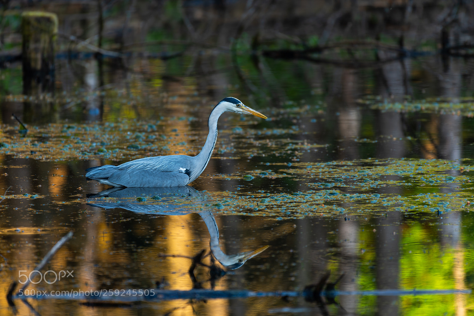 Nikon D750 sample photo. Gray heron photography