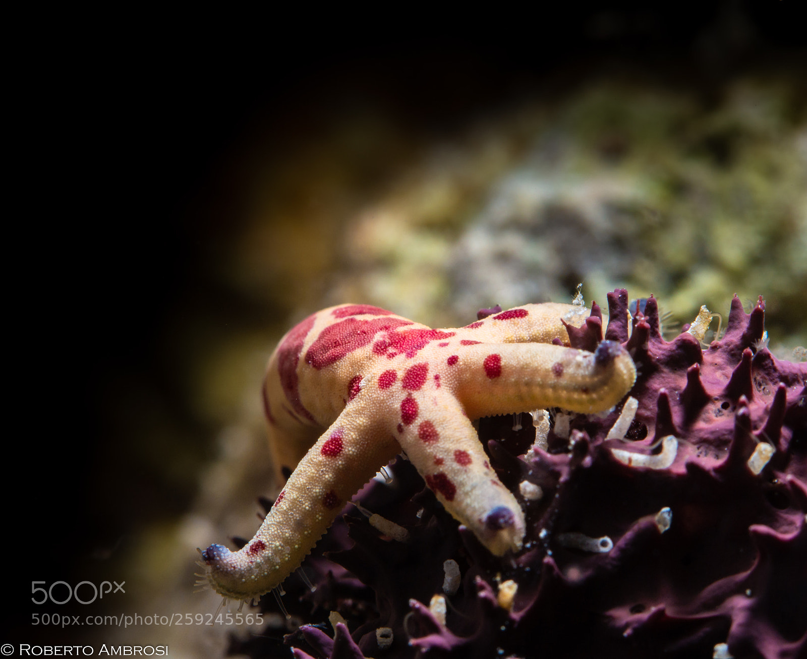 Canon PowerShot G16 sample photo. Little sea star photography