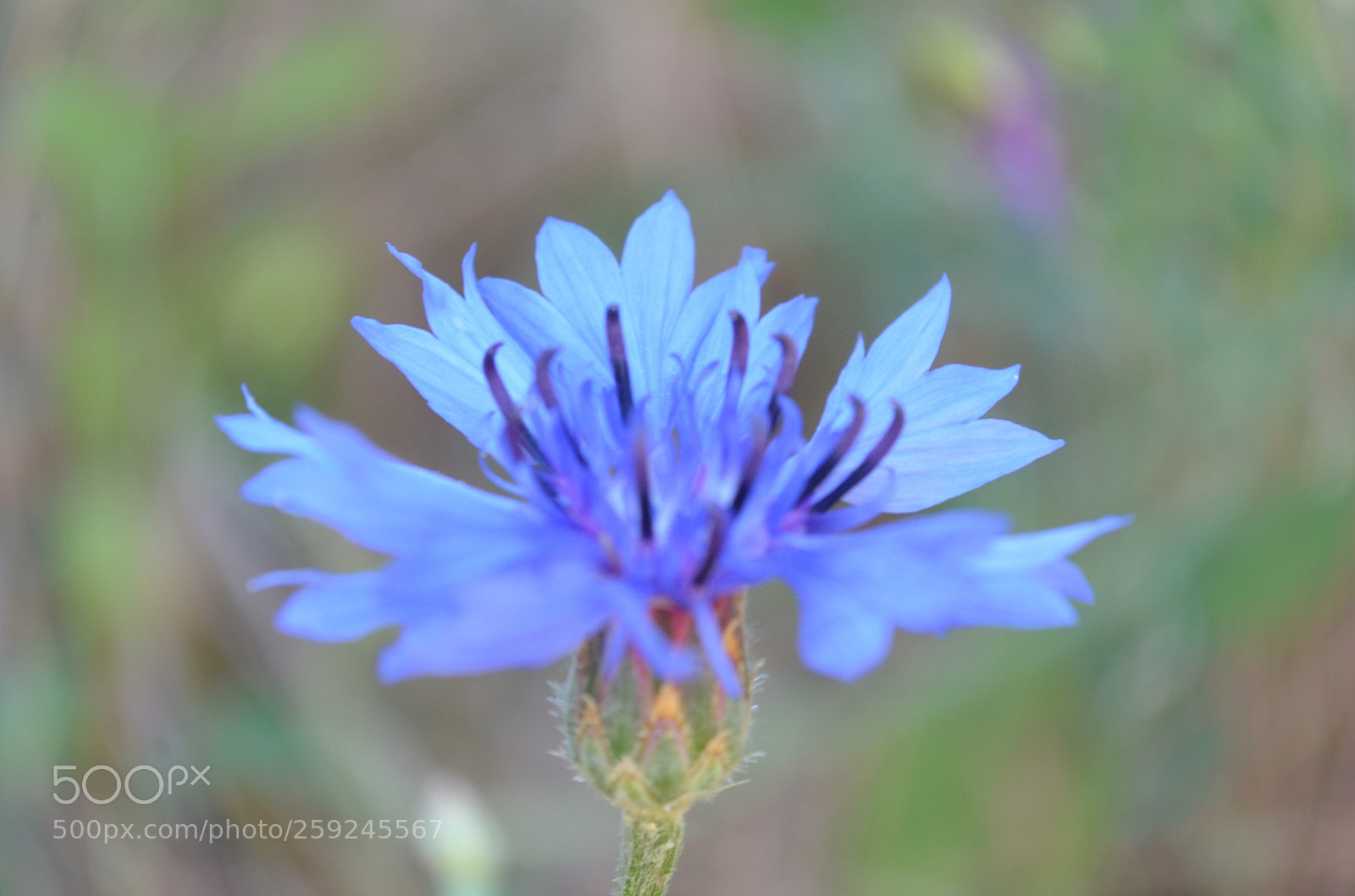Nikon D5100 sample photo. Emerging into the light photography