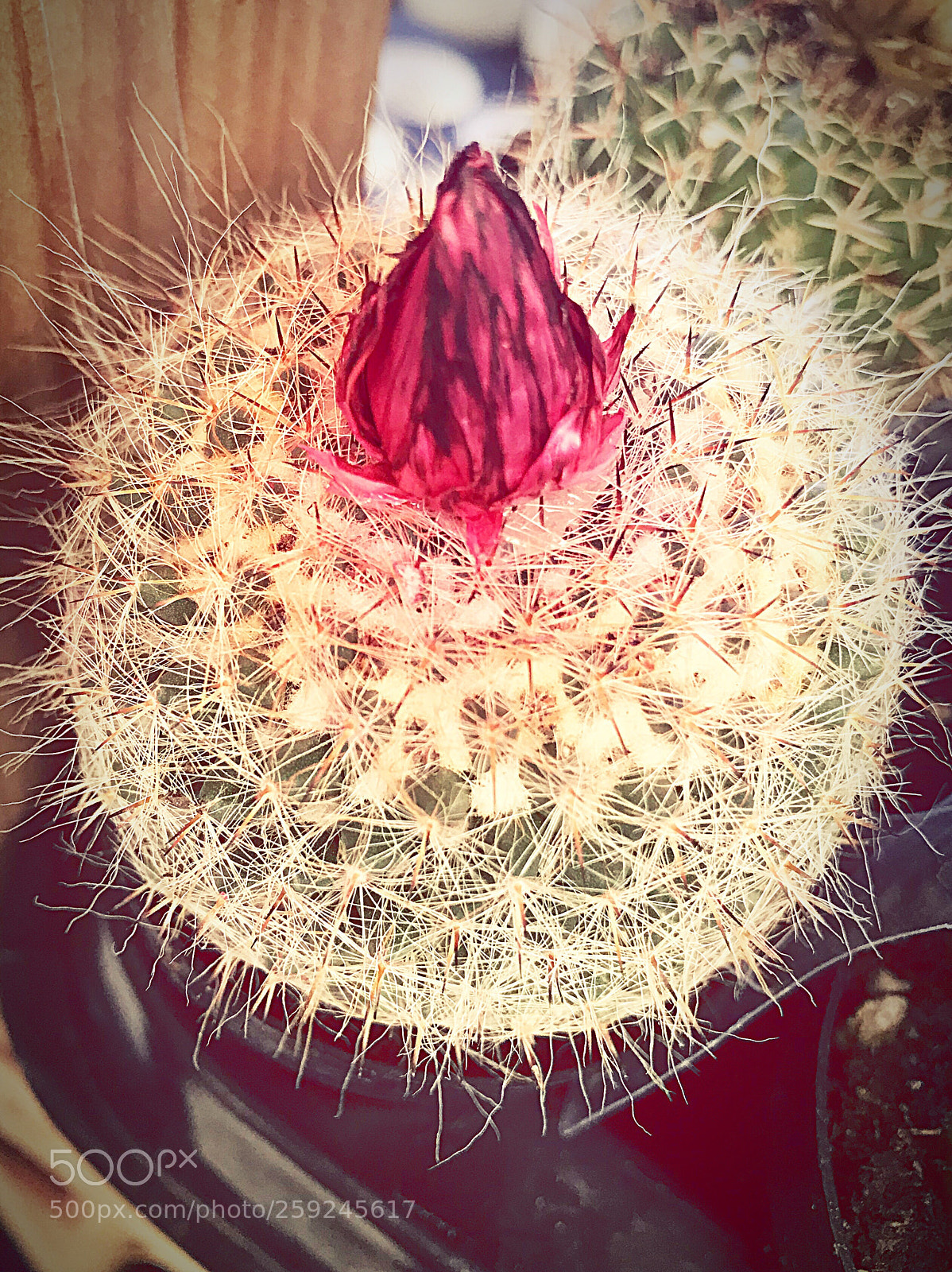 Apple iPhone 7 Plus sample photo. Cactus  photography