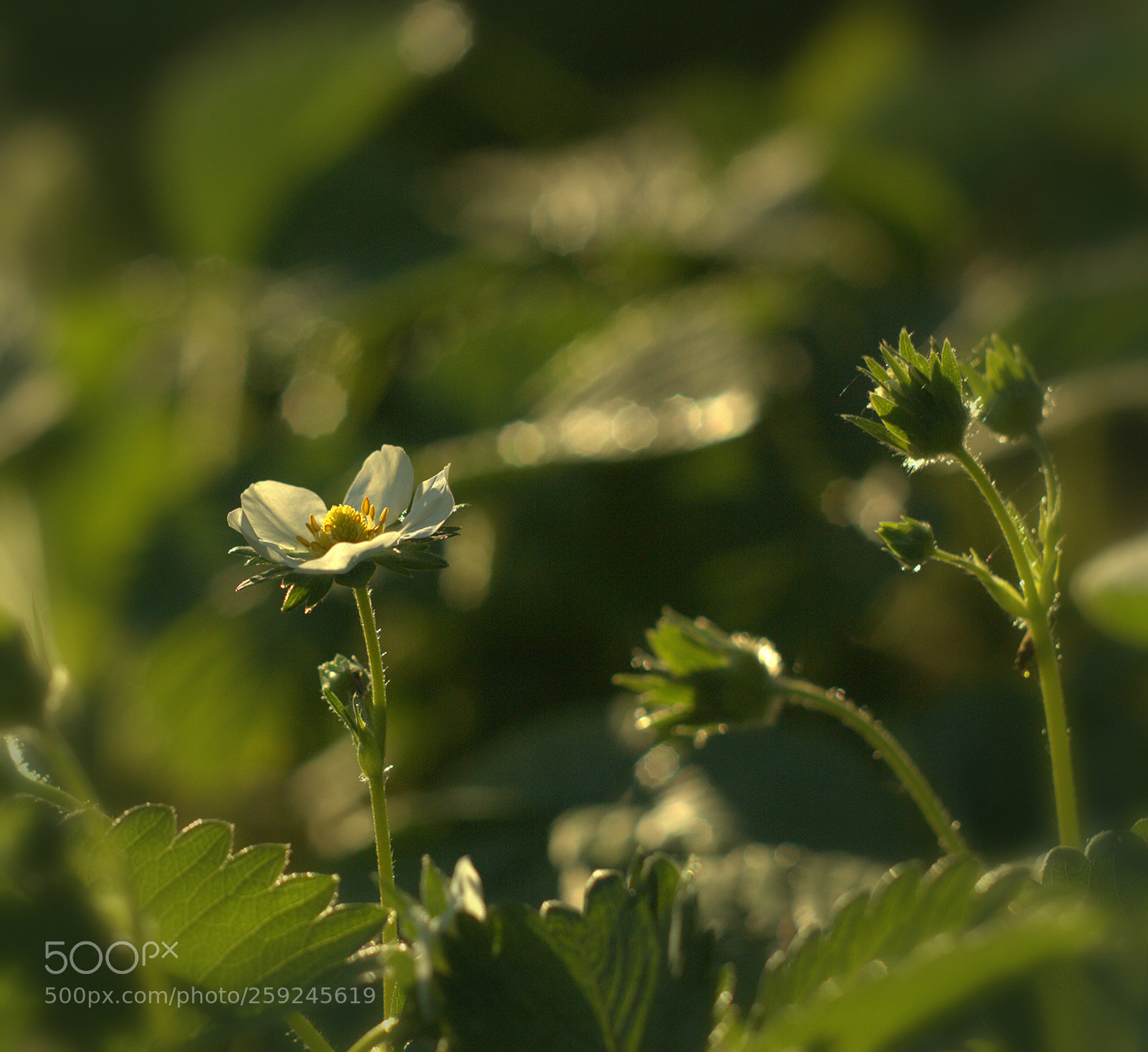 Canon EOS 600D (Rebel EOS T3i / EOS Kiss X5) sample photo. Strawberry blossom photography