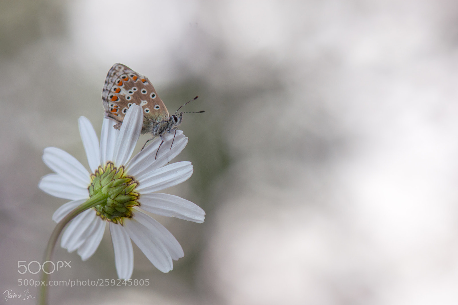 Nikon D7200 sample photo. Le pouvoir des fleurs ... photography