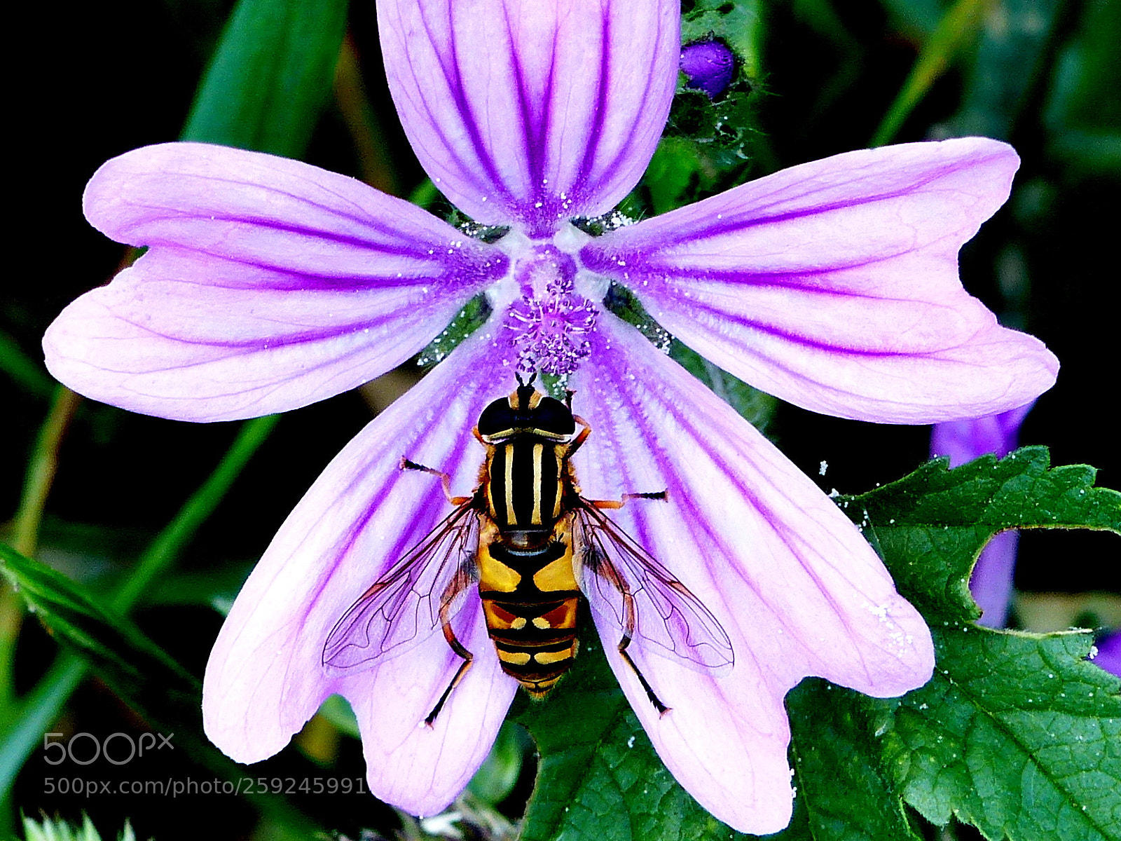 Panasonic Lumix DMC-FZ200 sample photo. Wasp. photography
