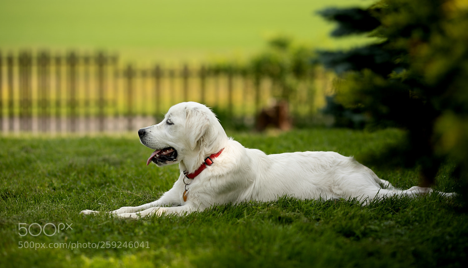 Canon EOS 5D Mark IV sample photo. Puppy photography