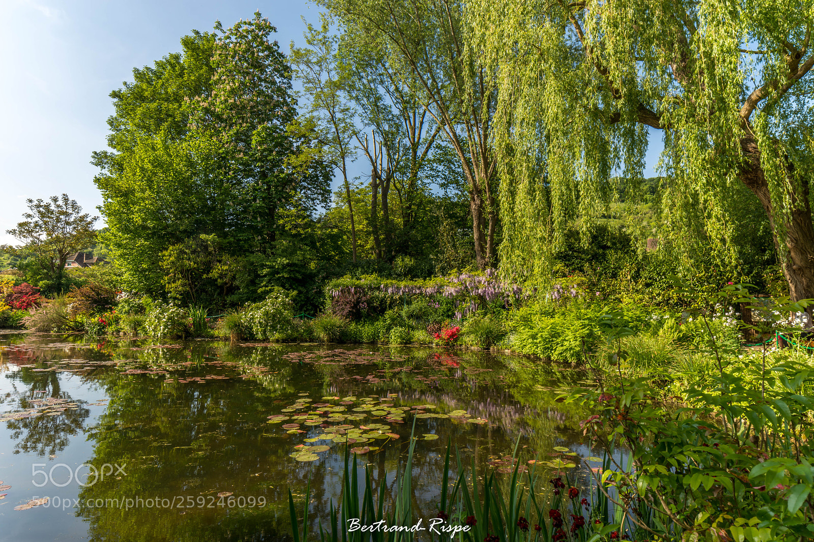 Nikon D7200 sample photo. Rideaux végétales photography
