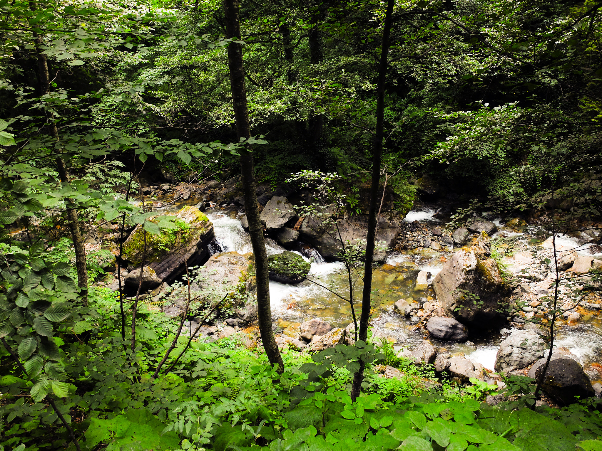 Fujifilm X20 sample photo. Forest photography