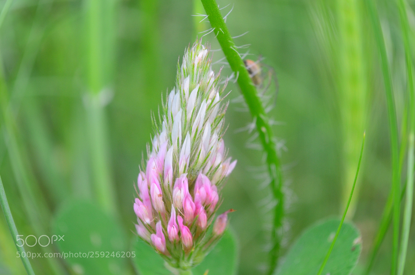 Nikon D5100 sample photo. Morning light photography
