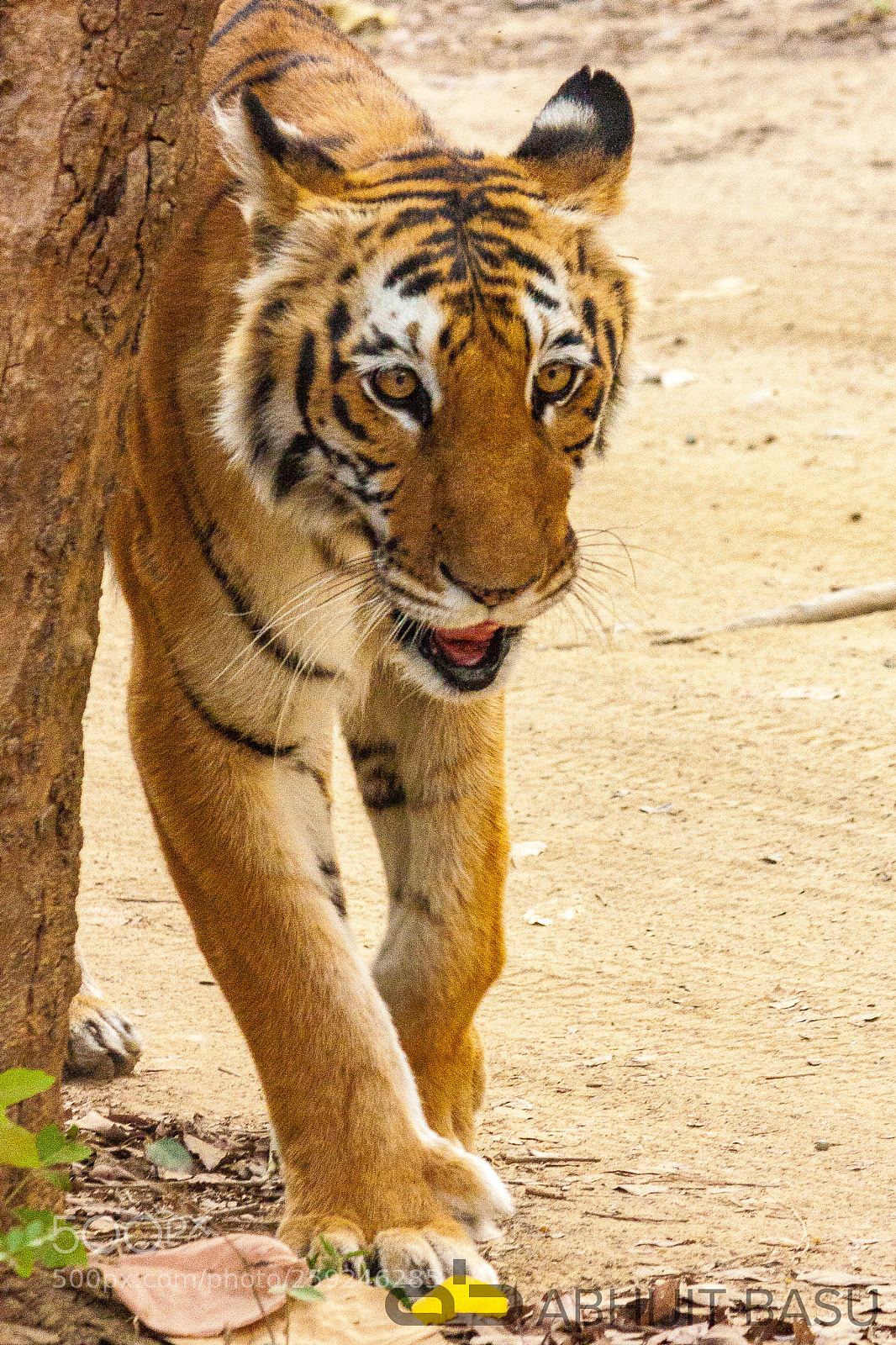 Canon EOS 450D (EOS Rebel XSi / EOS Kiss X2) sample photo. The lone tigress, still photography