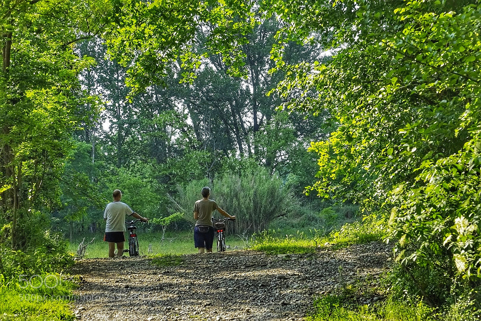 Sony a7R sample photo. Walking in the woods photography