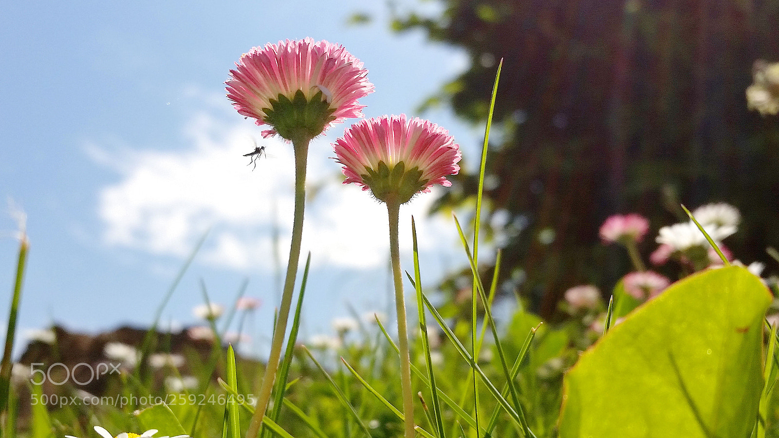 Samsung Galaxy S5 sample photo. Beauty photography