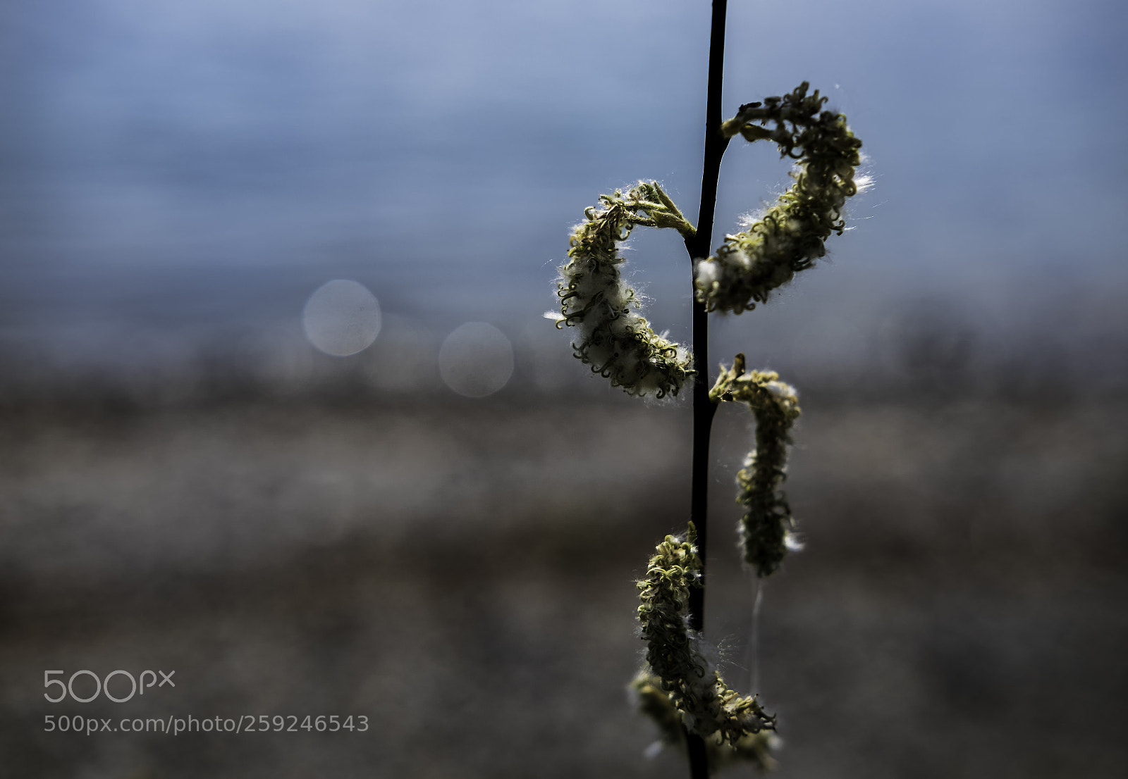 Fujifilm X-T1 sample photo. Up or down? mimikry photography