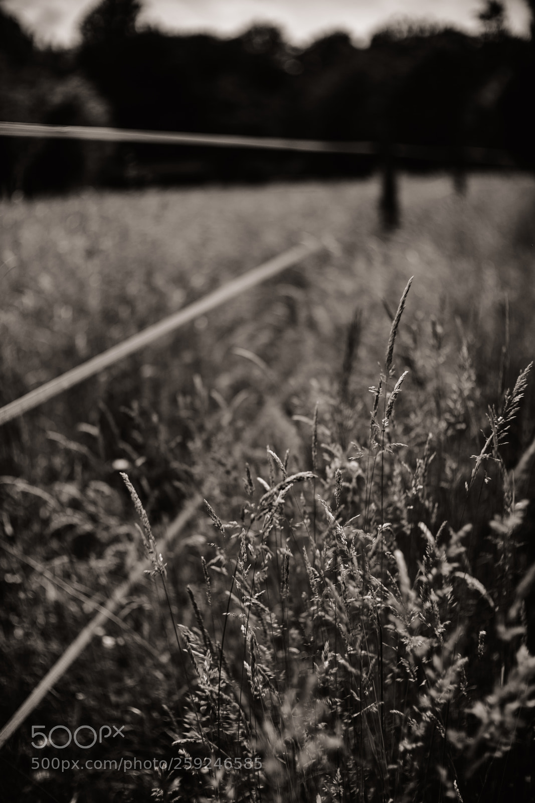 Fujifilm X-H1 sample photo. Mono grassland impression photography