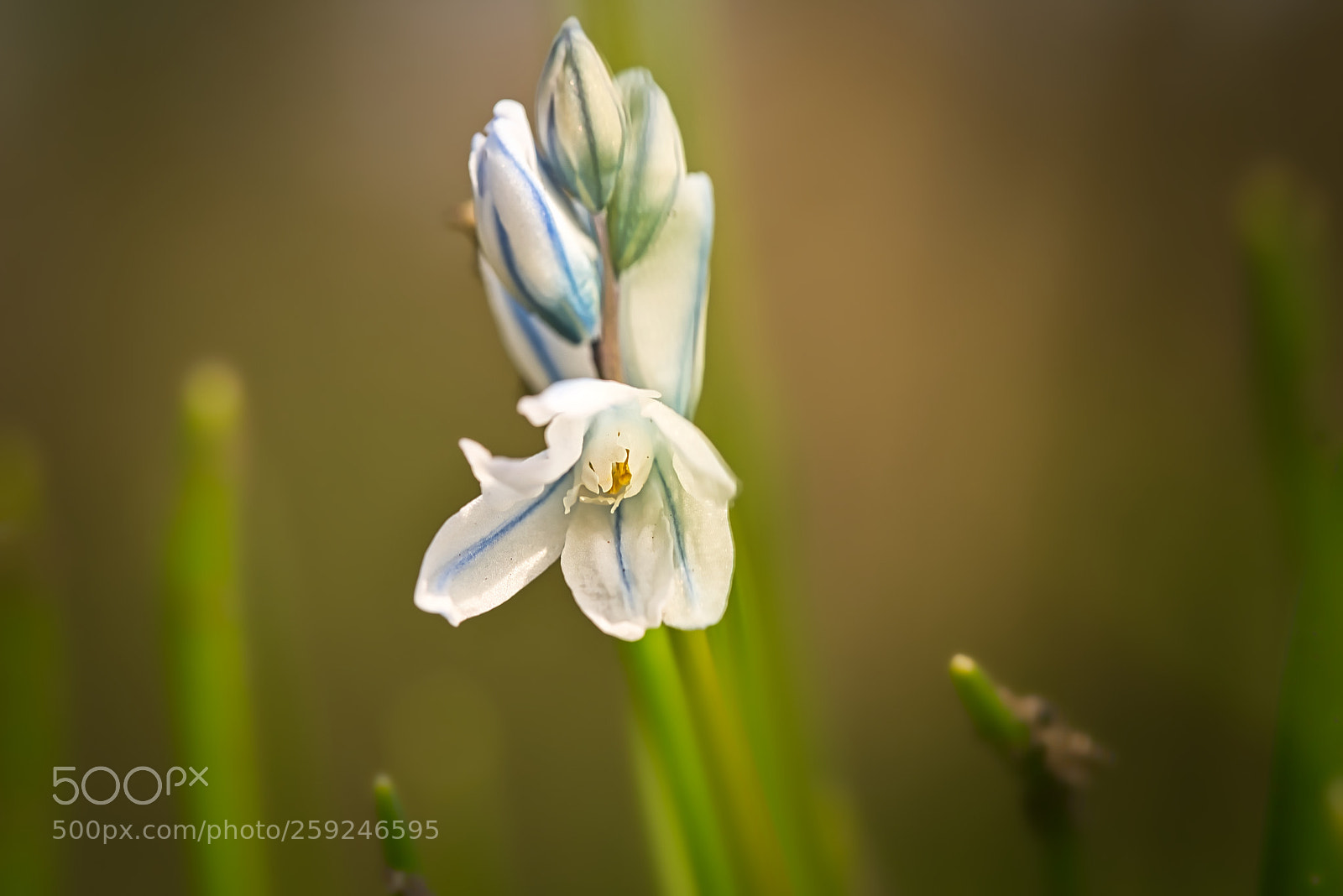 Nikon D750 sample photo. Spring flower photography