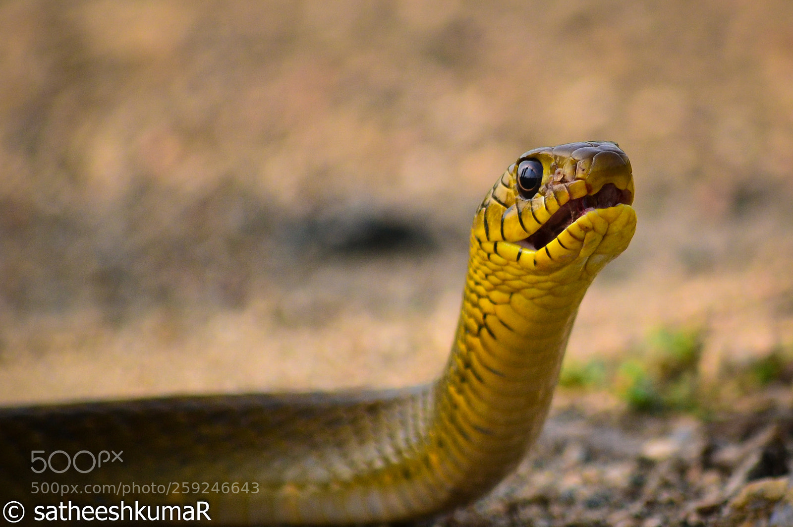 Nikon D3100 sample photo. Yellow snake ! photography