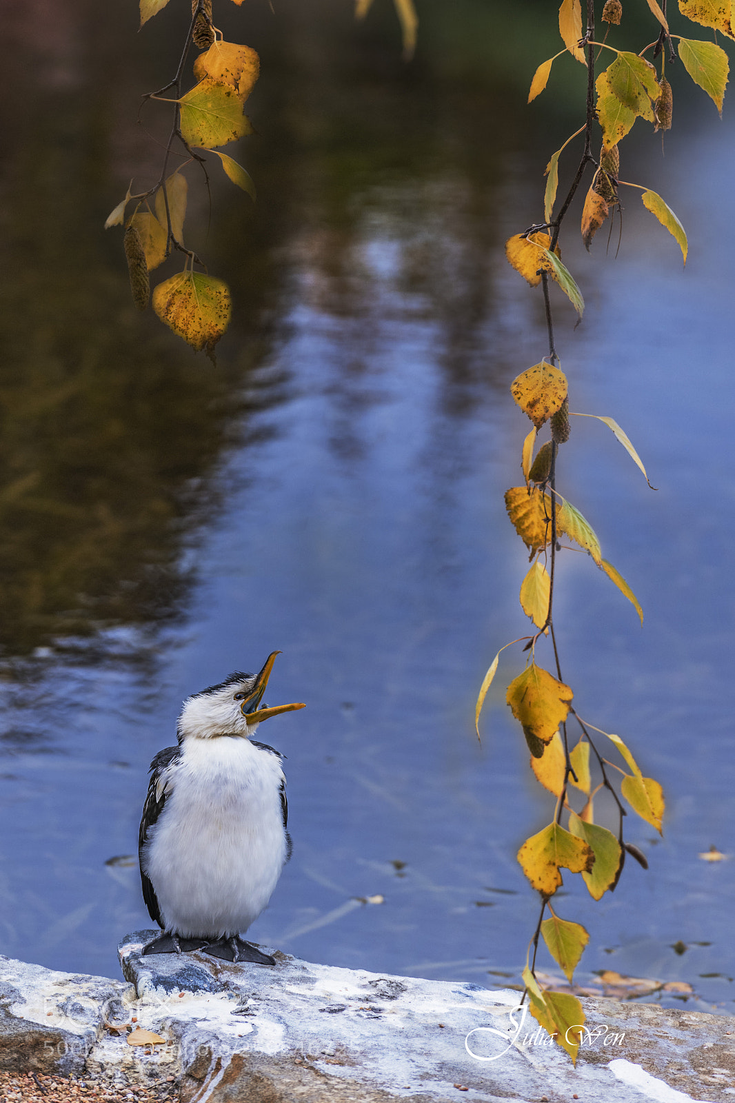 Nikon D850 sample photo. Autumn photography