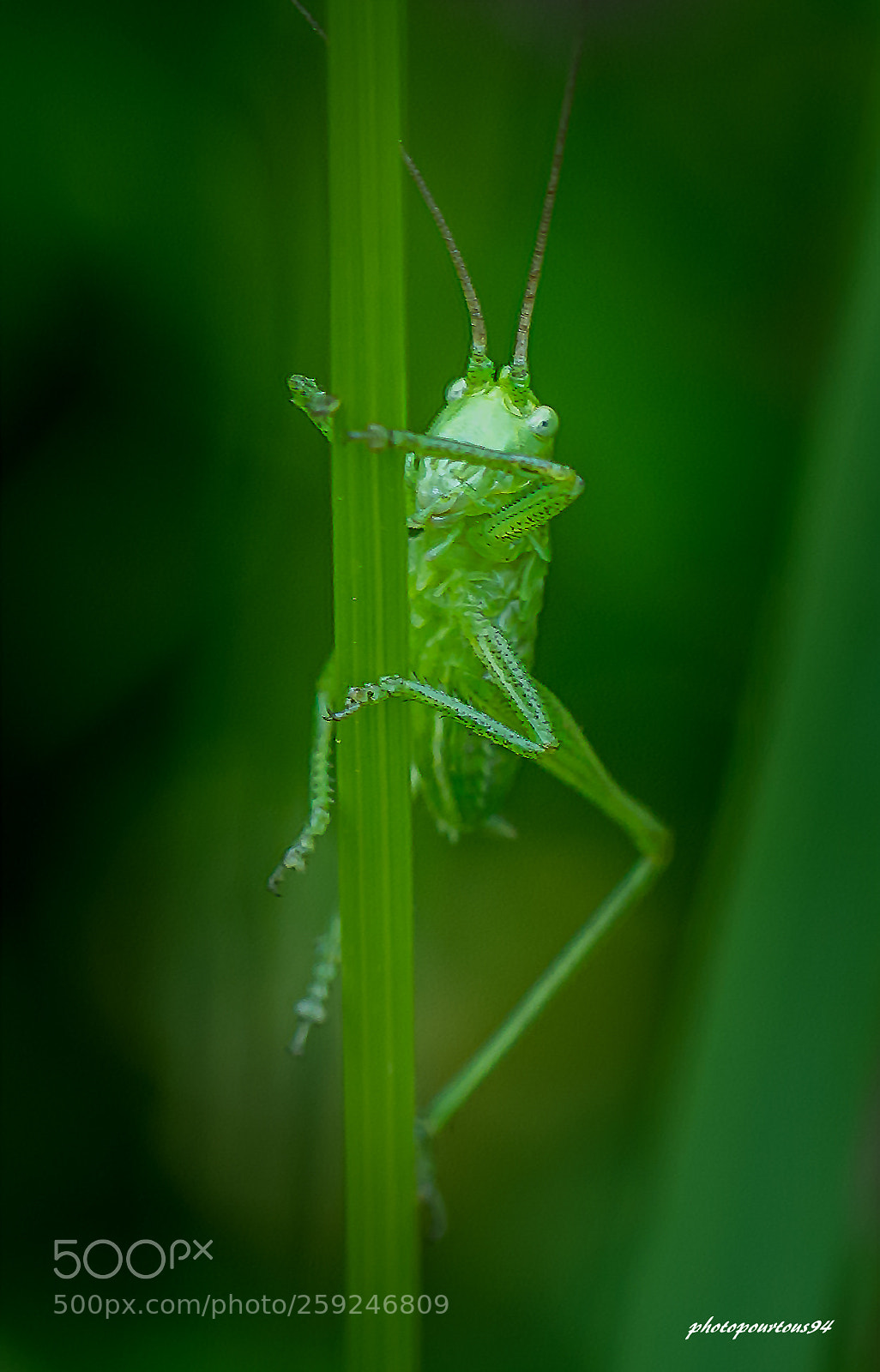 Nikon D7100 sample photo. Sauterelle photography