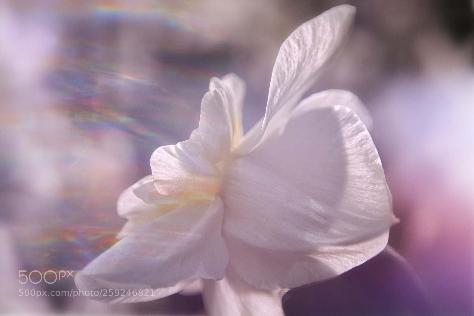 Nikon D750 sample photo. Butterfly boy photography